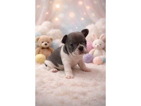 En güzel ailelere aşılı ped eğitimli exotic french bulldog