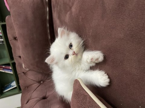 2 aylık chinchilla oğlum
