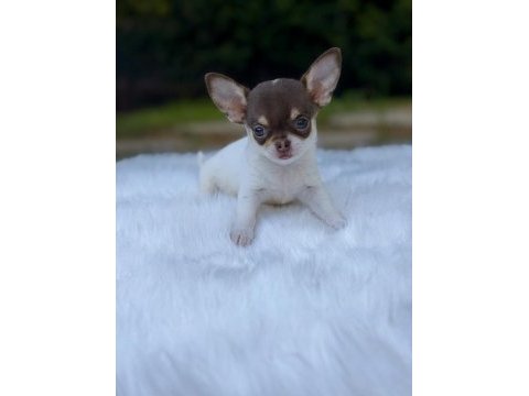 Dişi erkek elma kafa mini chihuahua bebeklerimiz