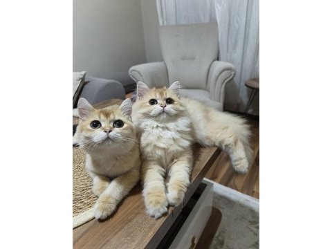 İki erkek kardeş kedimiz yeni yuvalarını arıyor
