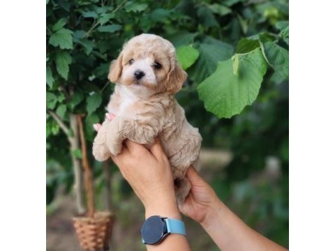 Maltipoo  yavrularımız 