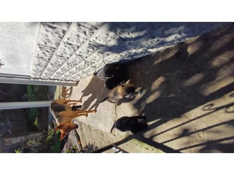 Yavrular kangal ve kurt tarzı köpeğin yavrularıdır