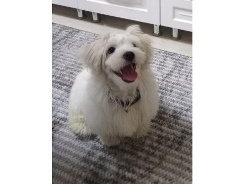 6 aylık oyuncu sağlıklı eğitimli maltipoo yavrusu