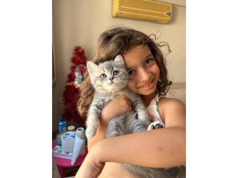 Dev adayı british shorthair erkek