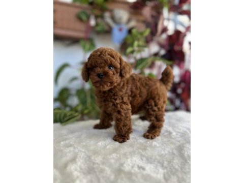 Red brown kore kan erkek poodle