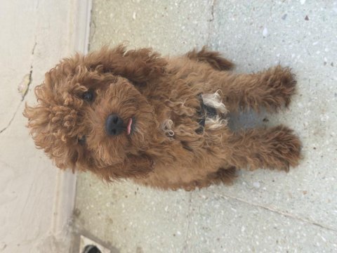 Toy poodle bebek köpeğimiz