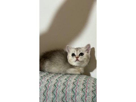 En tatlı bebek kediler burada