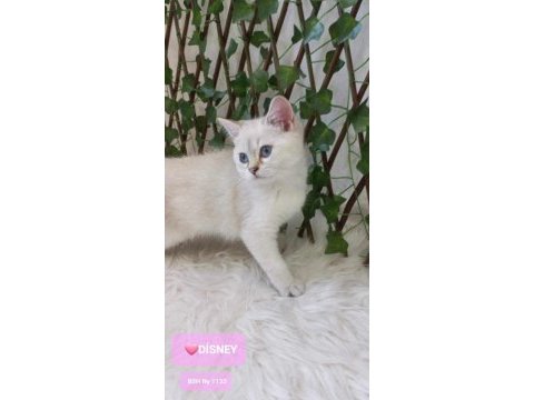 Safkan gerçek british shorthair bebekler