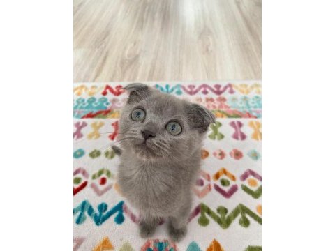 Birinci kalite blue scottish fold yavru
