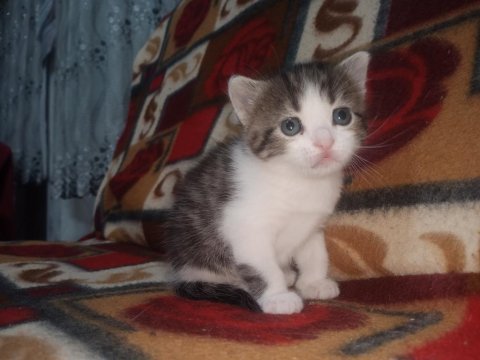 Yavru kedimiz
