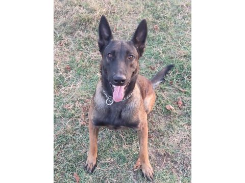Belçika malinois
