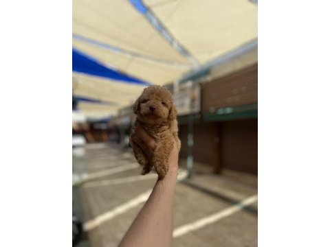 Hakiki orjinal (toy poodle)