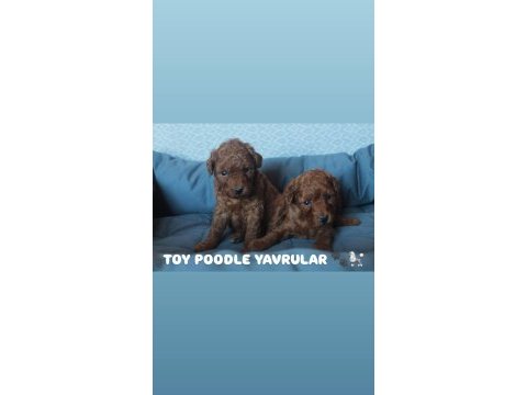Red brown toy poodle yavruları