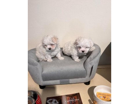 Morkie bebeklerim 2 kg