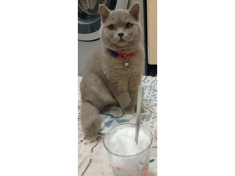 British shorthair ziya ya eş arıyoruz