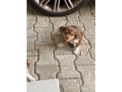Orjinal rus finosu blonka yavruları