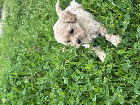 Bal küpü ev bakımlı çiş eğitimli maltipoo
