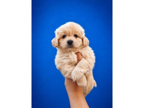 Beyaz pamuk maltipoo bebeğimiz