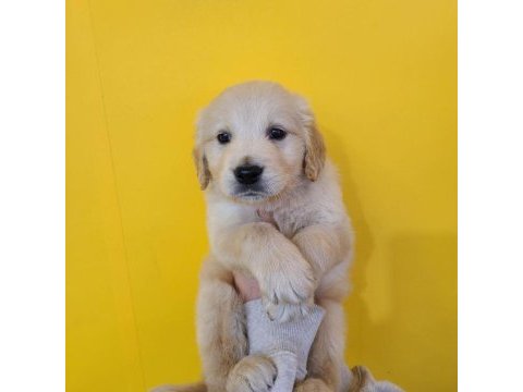 Golden retriever yavruları