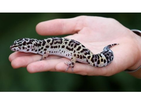 Evcil leopard geckolar