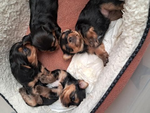 Orijinal tecup 3 adet dişi 1 adet erkek yorkshire yavrular