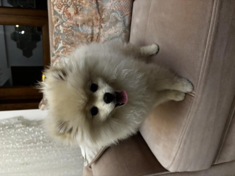Pomeranian boo köpeği