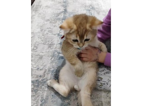 Tamamen sağlıklı 2 güzel scottish fold