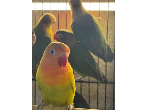 Yavru sevda ve cennet papağanlarımız gönderim sağlıyoruz