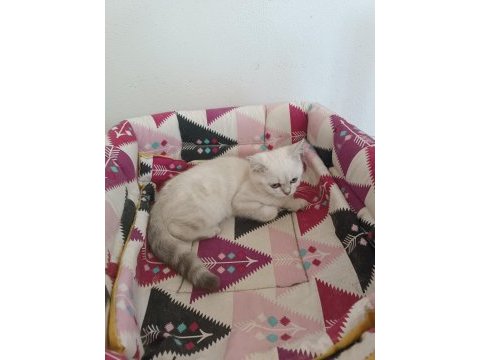 3 aylık bebek scottish fold
