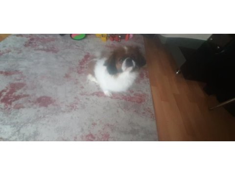 Pekinez köpeğimi sahiplendirmek istiyorum