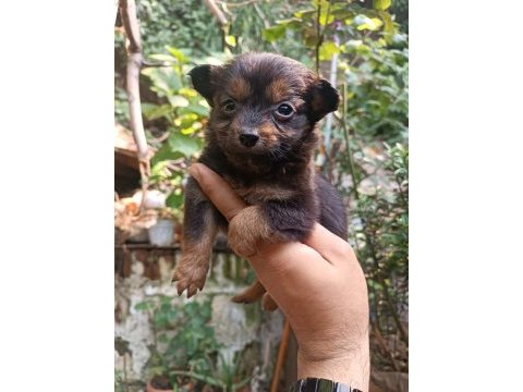 Kısa tüylü minyatür pinscher bebekler