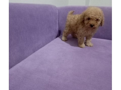 Poodle yavrularımız mini boy ırk garantili teslim