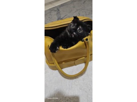 2 aylık kedimiz kızımız ve oğlumuz yeni yuvalarını arıyor