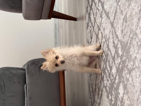 Pomeranian yavru 6 aylık