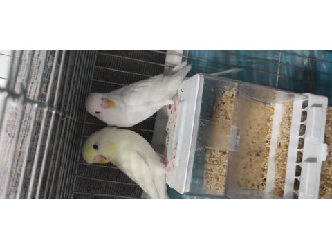 Muhabbet kuşu çifti