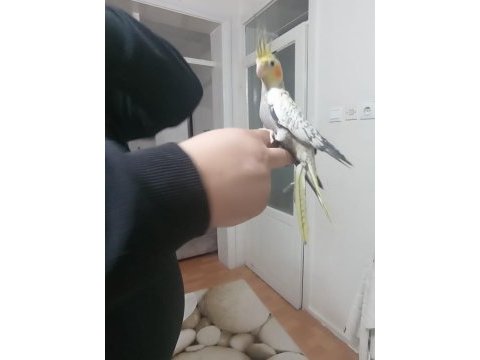 Yavru sultan papağanı
