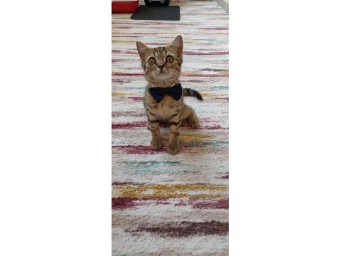 Ücretsiz kedi sahiplendirme