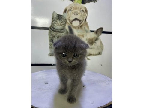 A kalite scottish fold yavru