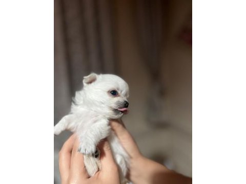 Elma kafa küt burun en mini boy beyaz dışi bebek şivava