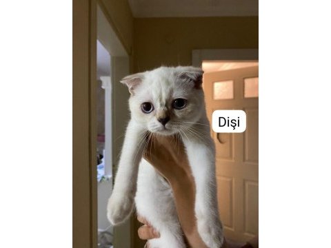 Scottish fold 3 aylık kedimiz
