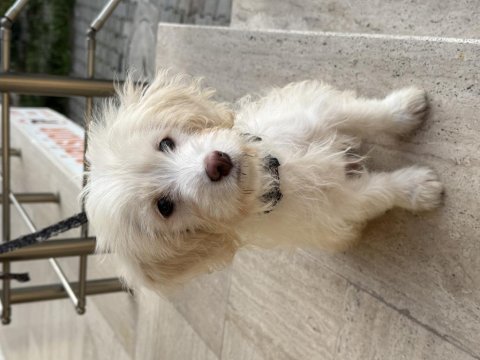 4 aylık aşılı çipli maltipoo