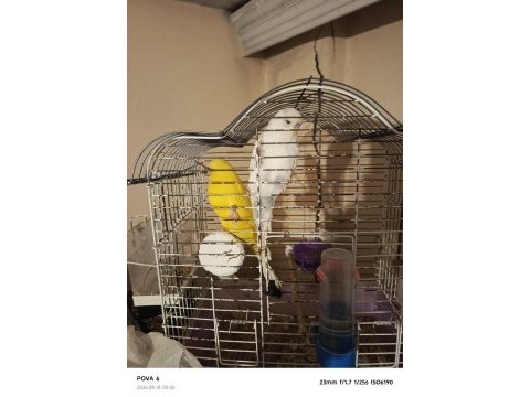 Takım lutino albino muhabbet kuşu