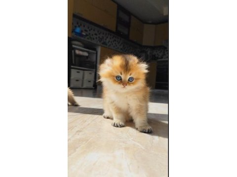 Küçük british longhair aslana yuva arıyoruz