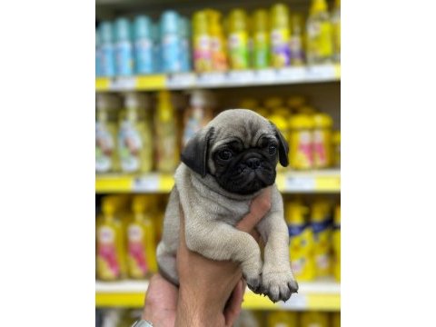 Irk garantili pug yavrular