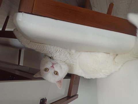 British shorthair 3 yaşında