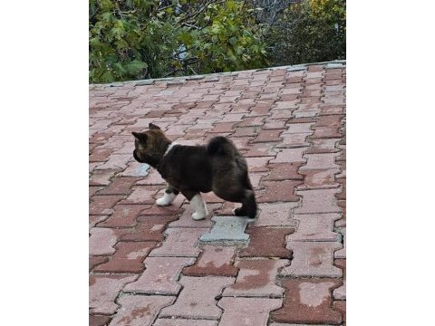Amerikan akita köpeği