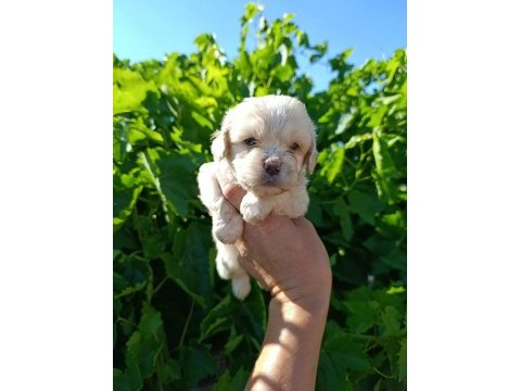 Maltipoo bebeklerim