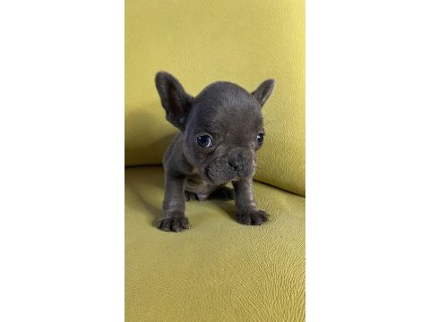 French bulldog blue erkek yavru