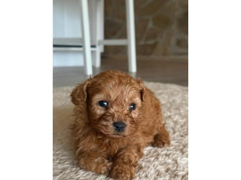 Poodle yavrularımız