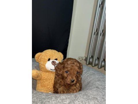 Kore poodle